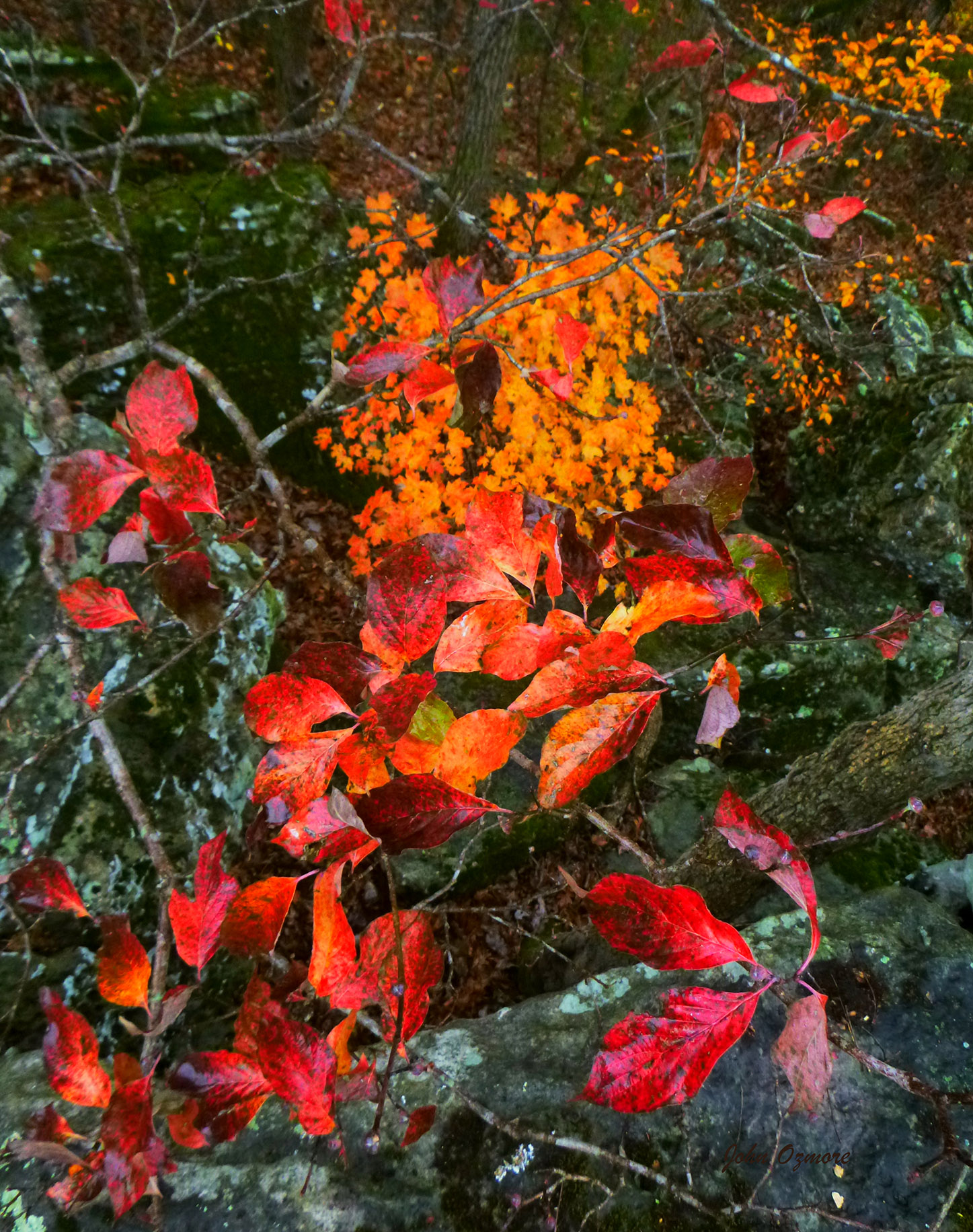 Bright Orange and Red Leaves on Buffalo Overlook
